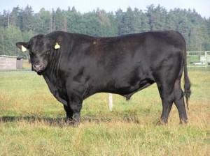 Aberdeen Angus