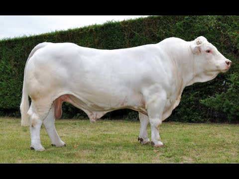 CHAROLAIS SIĞIRI (ŞAROLE)