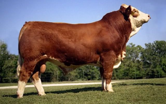 SIMMENTAL SIĞIRI (SİMENTAL)