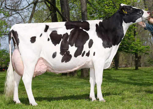 HOLSTEIN SIĞIRI  (FRIESIAN – SİYAH&BEYAZ ALACA)